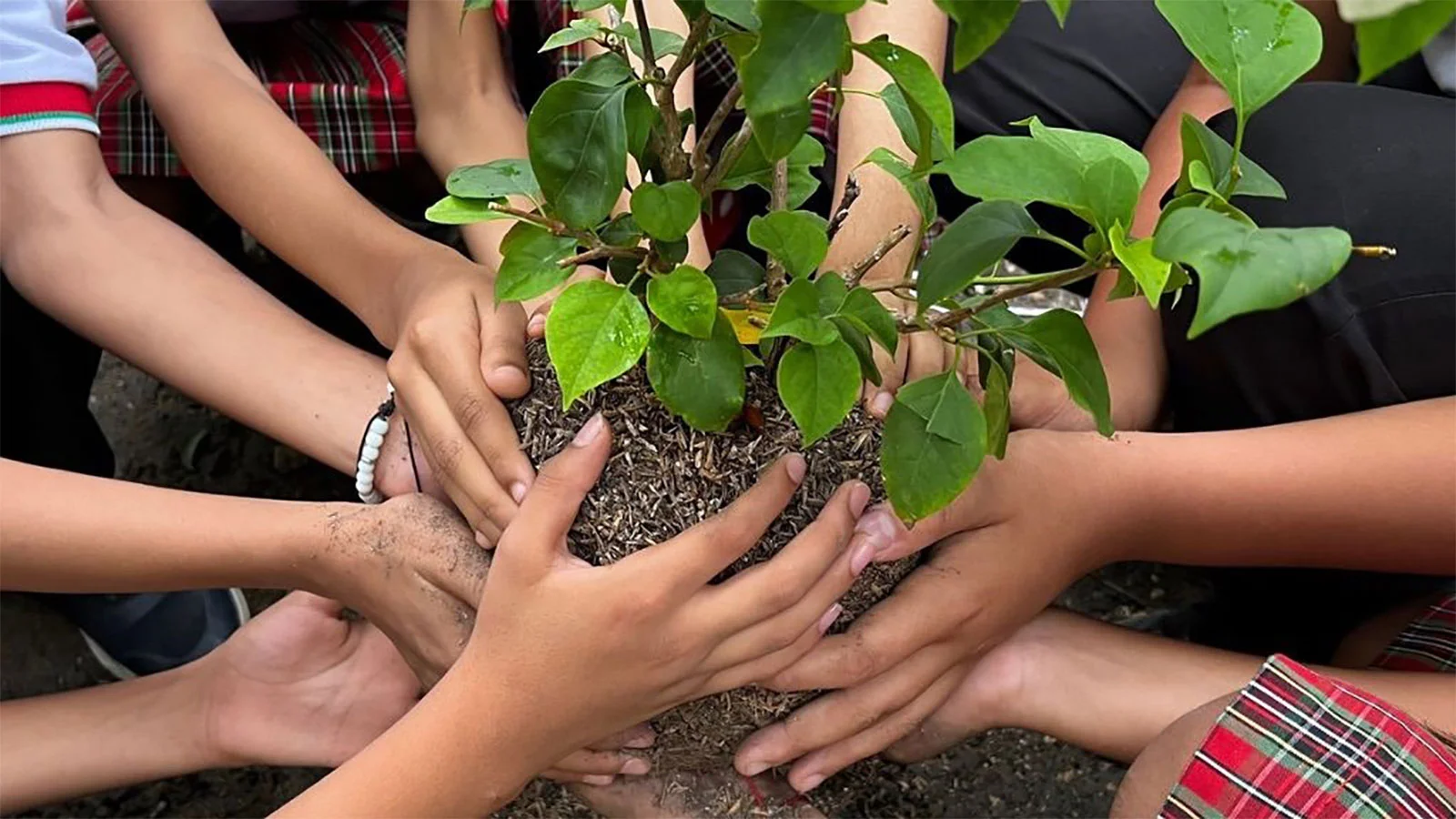 Ingrese un texto descriptivo de la imagen